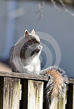 Munchy Squirrel