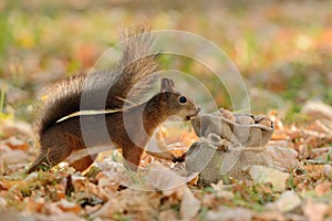 Squirrel looking into a bag with nuts