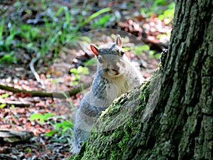 Squirrel looking from behind tree