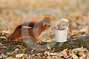 Squirrel looking into a bucket with nuts