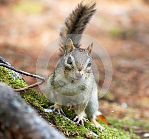 Squirrel looking