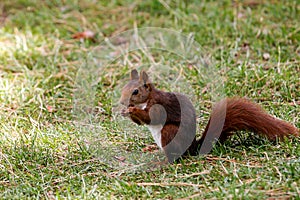 A squirrel looking for food