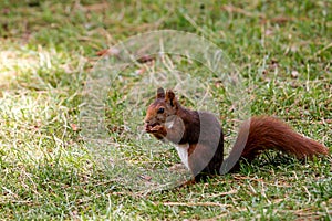 A squirrel looking for food