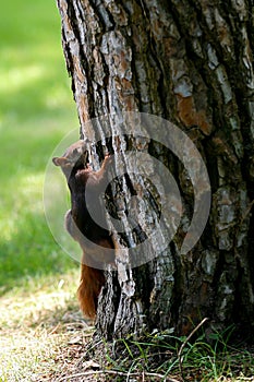 A squirrel looking for food