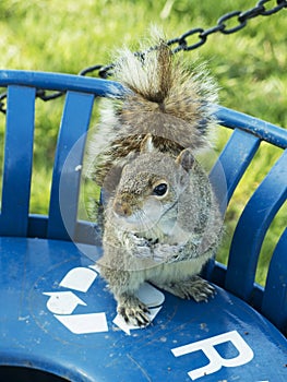 Squirrel looking for food