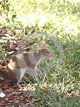 Squirrel Looking for His Nut