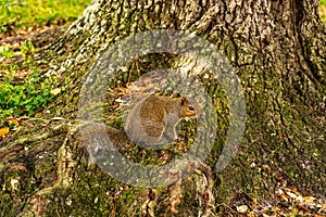 A Squirrel Looking for Some Food