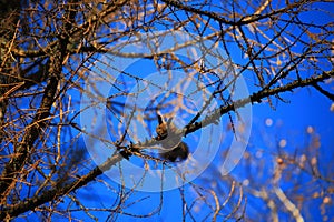 A squirrel looks from a branch of a fallen larch