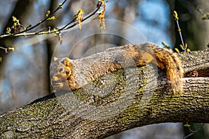 Squirrel Lounging on a Tree in Spring Eating a Nut