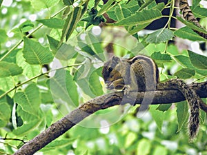 Squirrel love nuts