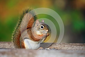 Squirrel photo