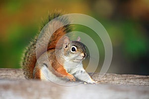 Squirrel photo