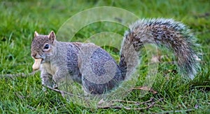 Squirrel on lunch