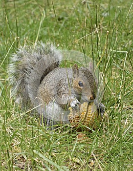 Squirrel lunch