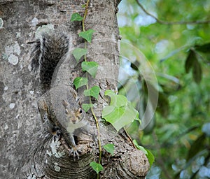 Squirrel on Magnolia Tree