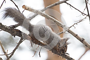 Squirrel making liber for nest