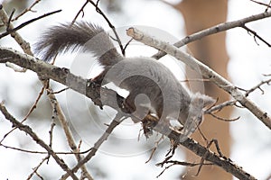 Squirrel making liber for nest