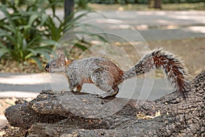 Squirrel in Mexican park Chapultepec, Mexico City