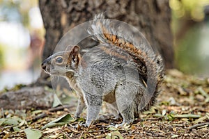 Squirrel in Mexican park Chapultepec, Mexico City