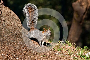 Squirrel in Mexican park Chapultepec, Mexico City
