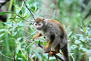 Squirrel Monkey photo