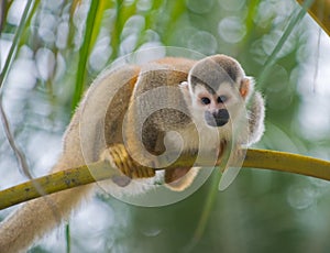 Squirrel monkey