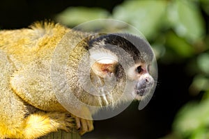 Squirrel monkey