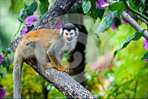 The squirrel monkey.