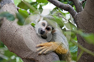 Squirrel monkey