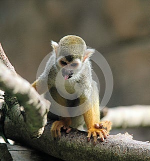 Squirrel monkey