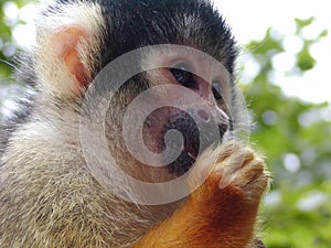 Squirrel Monkey photo