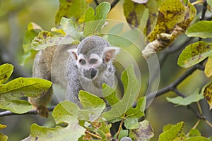 Squirrel Monkey