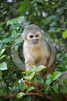 Squirrel Monkey