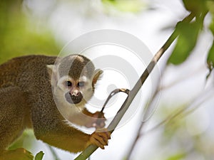 Squirrel Monkey