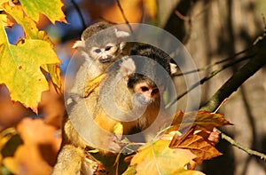 Squirrel monkey
