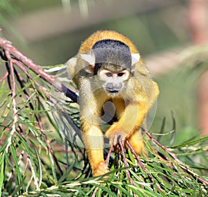 Squirrel monkey