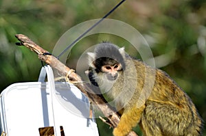 Squirrel monkey