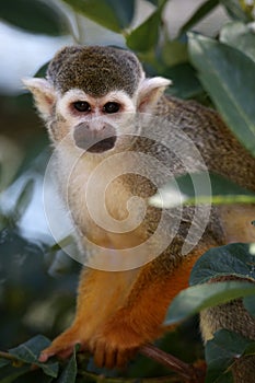 Squirrel Monkey