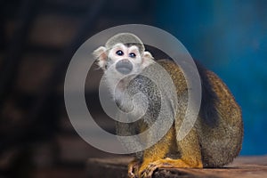 Squirrel Monkey photo