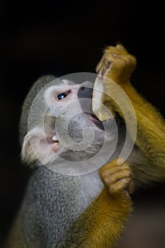 Squirrel Monkey