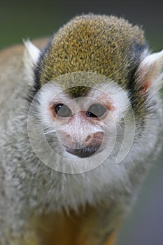 Squirrel Monkey
