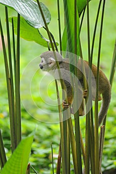 Squirrel Monkey in amazon rainforest