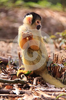 Squirrel monkey animal holding food