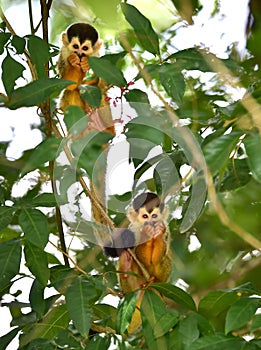 Squirrel monkey babies in tree, carate, golfo dulce, costa rica