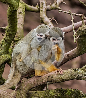 Squirrel Monkey with baby on back