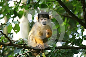 Squirrel monkey
