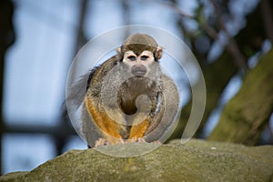 Squirrel monkey in Blackpool Zoo