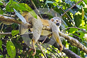 Squirrel monkey in a branch in Costa Rica