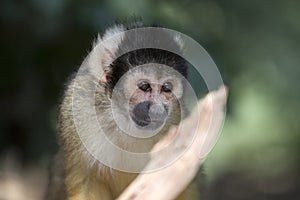 Squirrel monkey on a branch