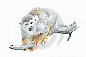 Squirrel monkey on branch, zoo animal color pencil illustration